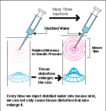 Tissue distortion caused by distilled walter
