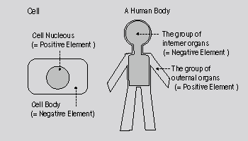 Symmetric Fields in A Human Body