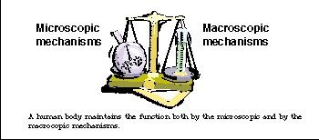 Microscopic and Macroscopic Mechanisms