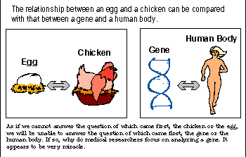 Gene and Human body