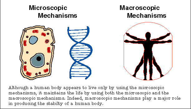 Microscopic and Macroscopic Mechanisms